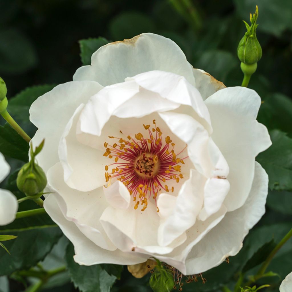 Rosa Jacqueline du Pré - Grootbloemige roos
