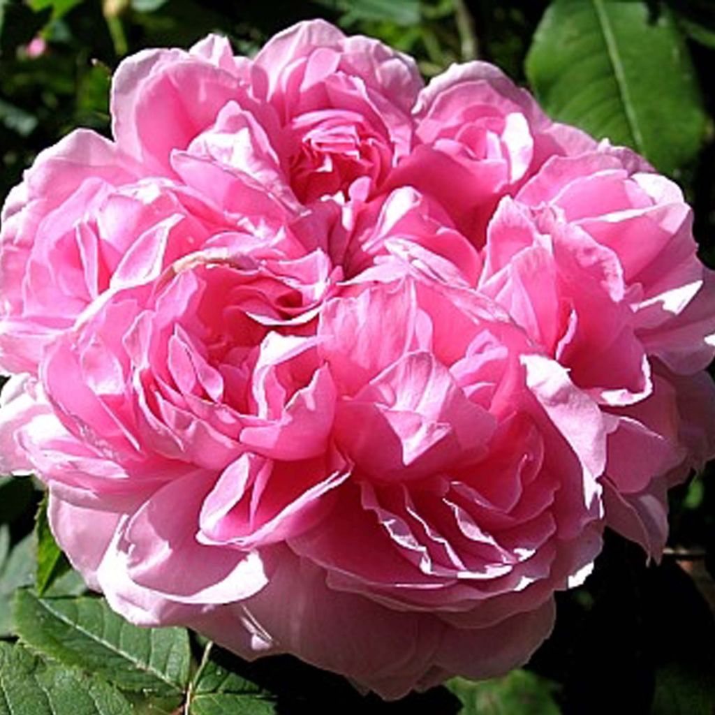 Rosa Jacques Cartier - Historische roos