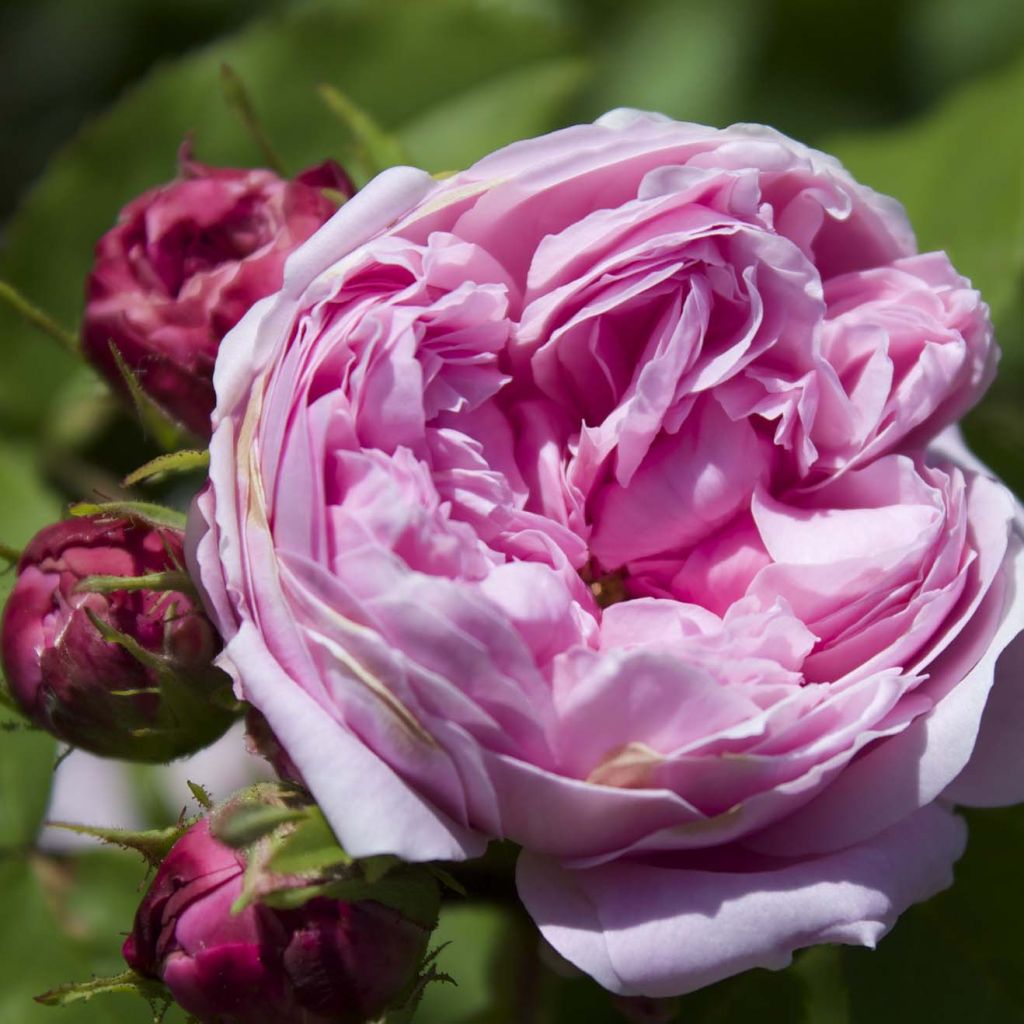 Rosa Jacques Cartier - Historische roos