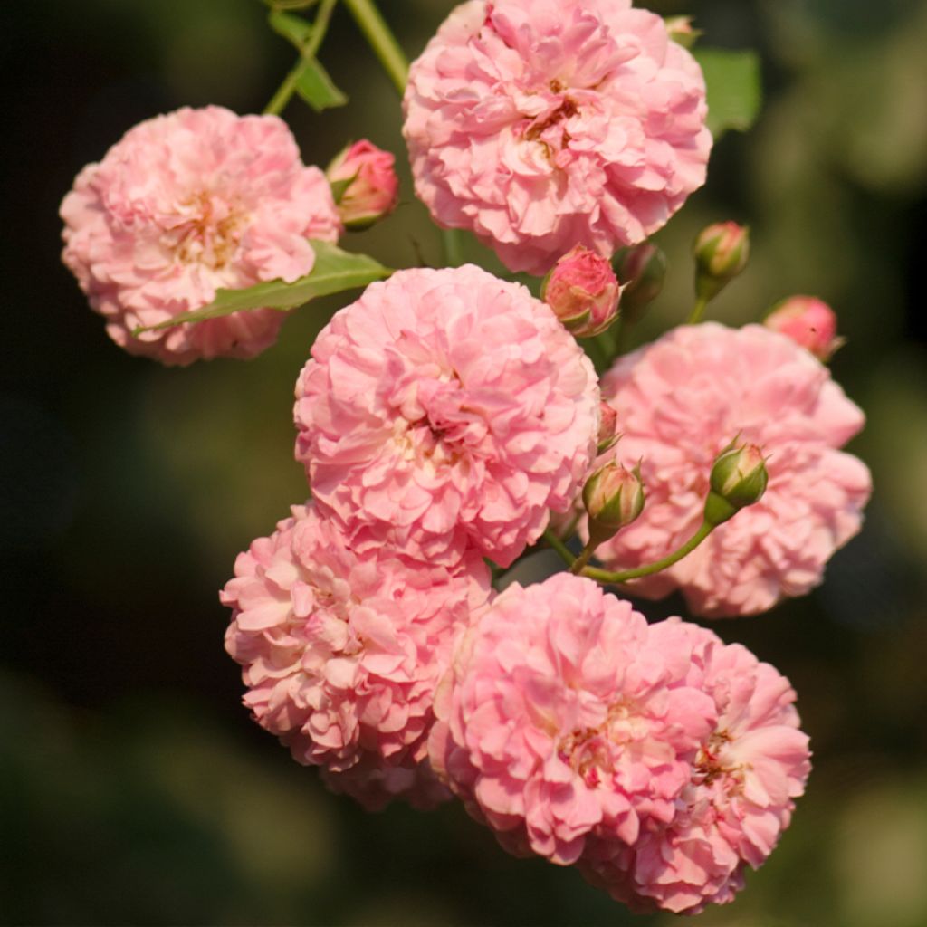 Rosa Jacques Cartier - Historische roos