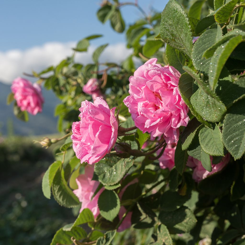Rosa Kazanlik - Historische roos
