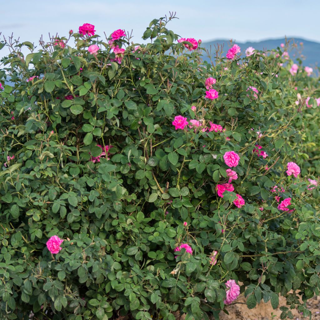 Rosa Kazanlik - Historische roos