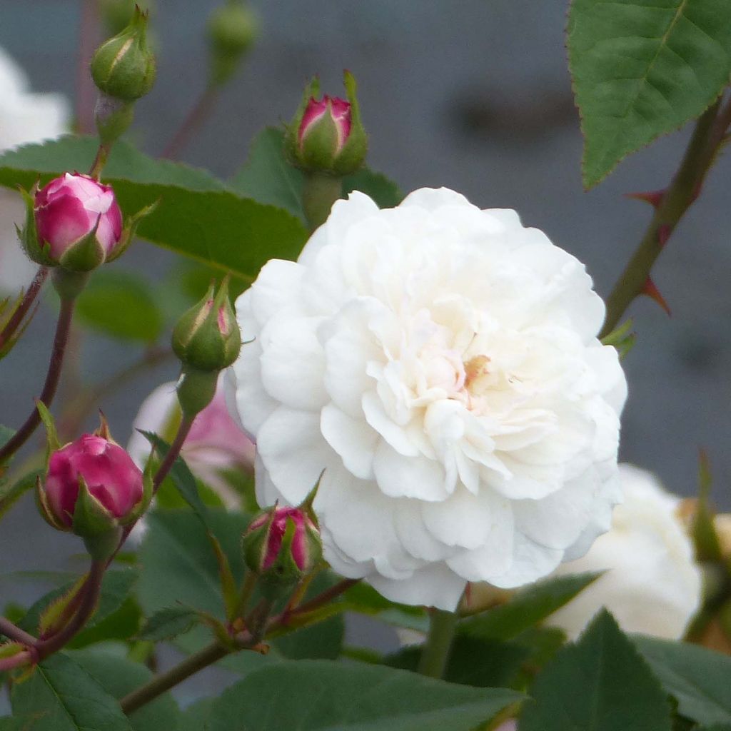 Rosa Little White Pet - Historische roos