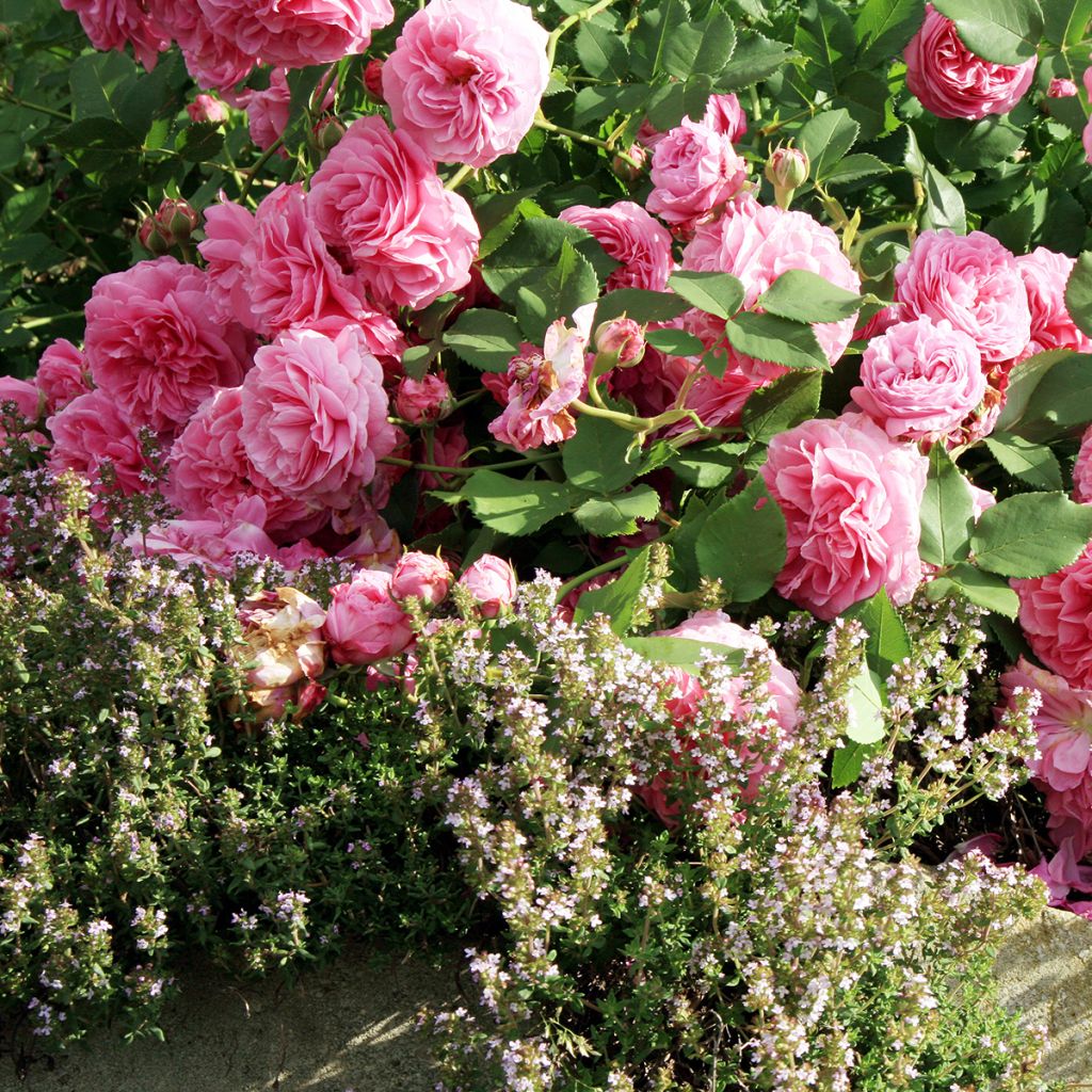 Rosa Louise Odier - Historische roos