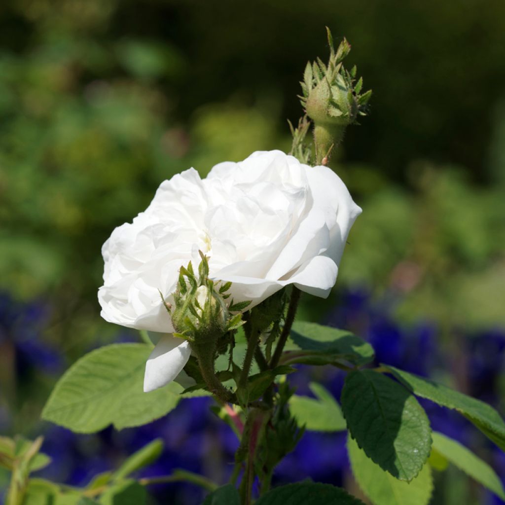 Rosa Madame Hardy - Historische roos