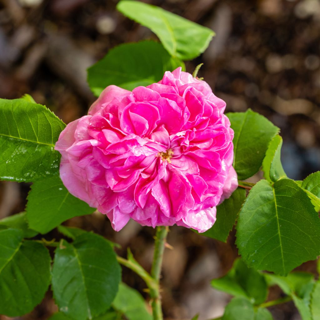 Rosa Mrs John Laing - Historische roos