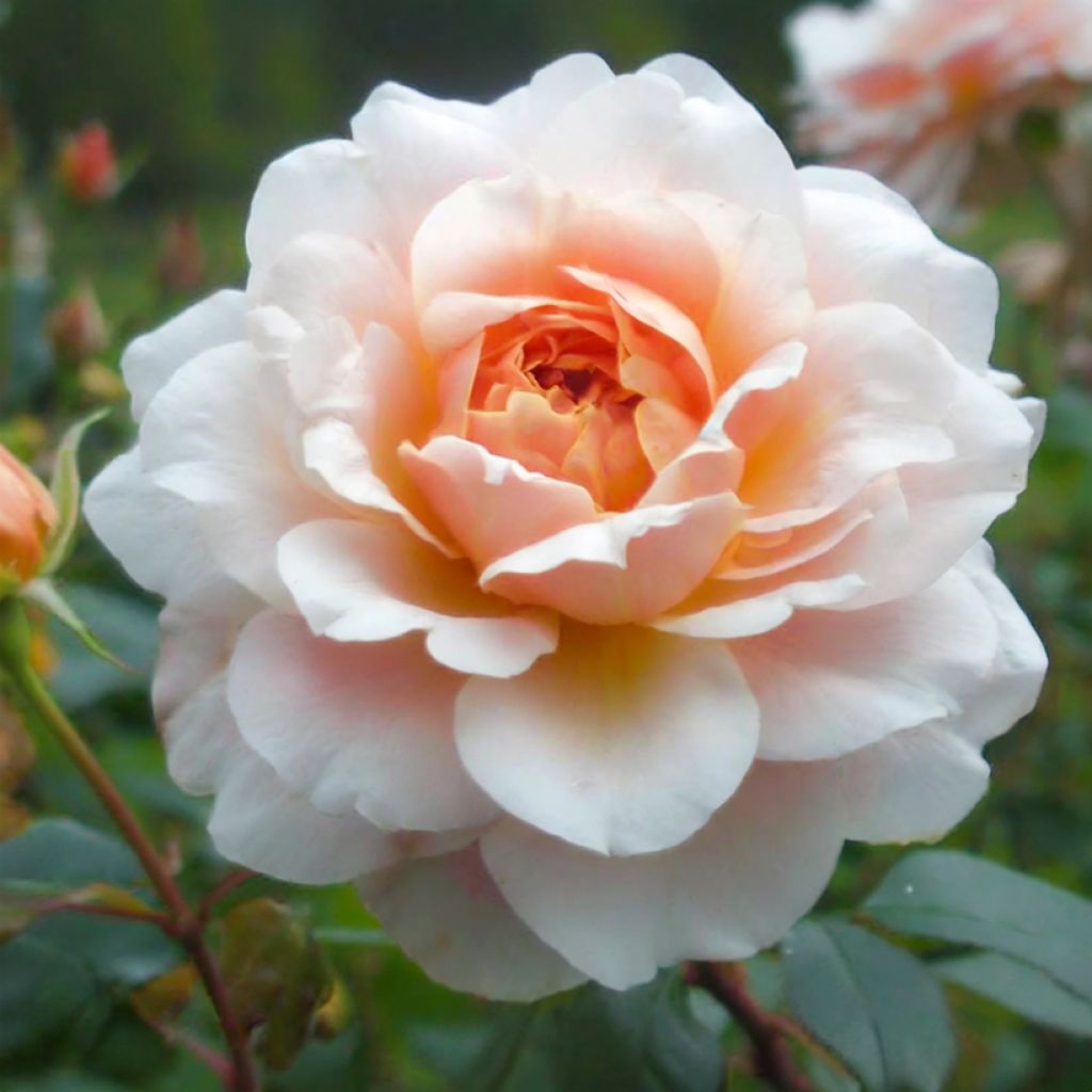 Rosa Perle d'Or - Historische roos
