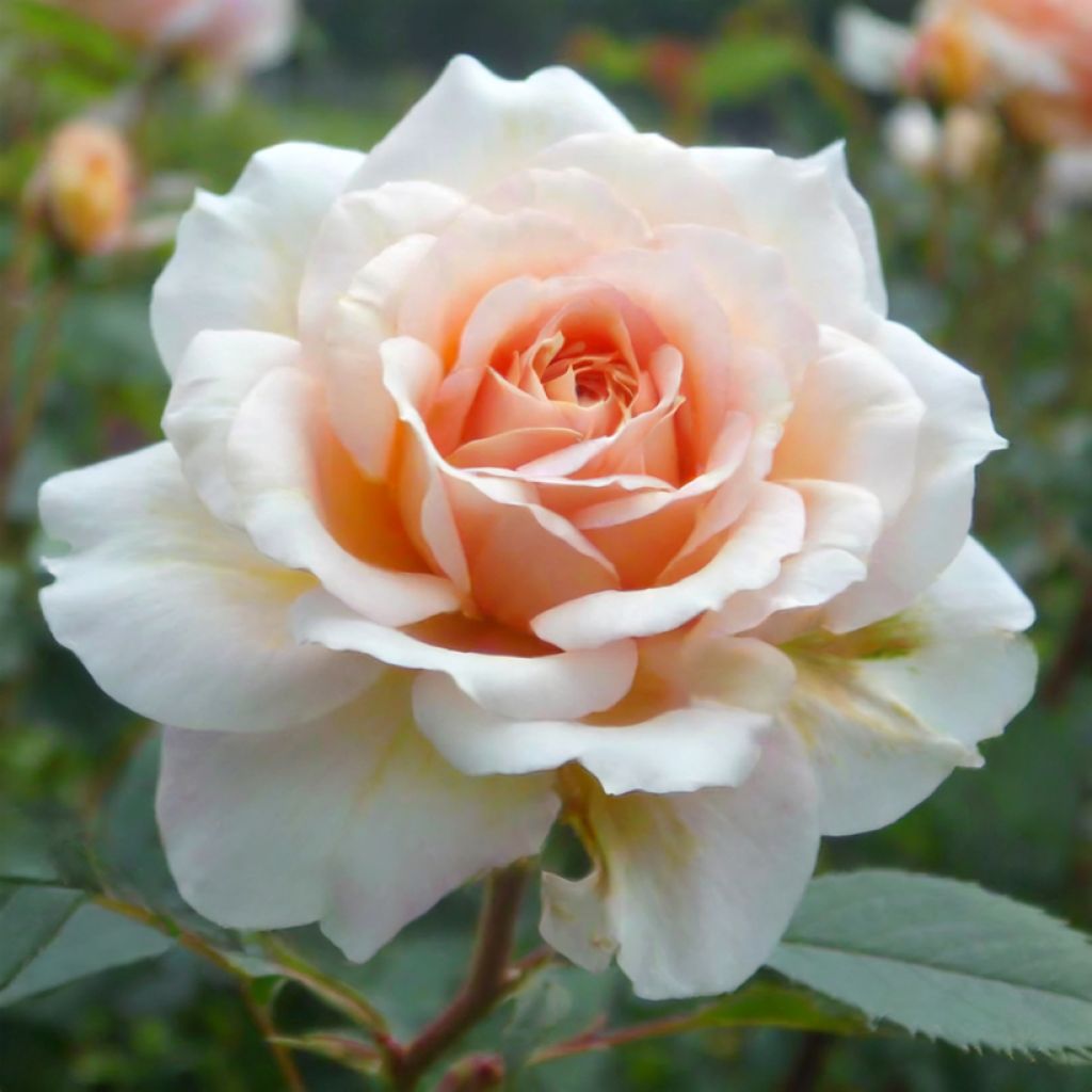 Rosa Perle d'Or - Historische roos