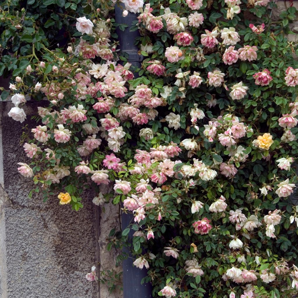 Rosa Phyllis Bide - Historische roos