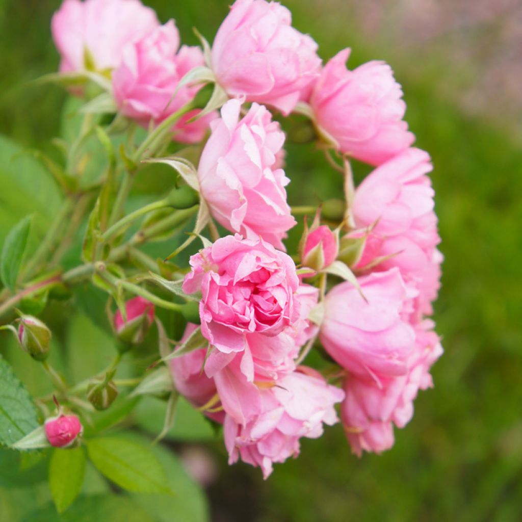 Rosa Pink Grootendorst - Hondsroos