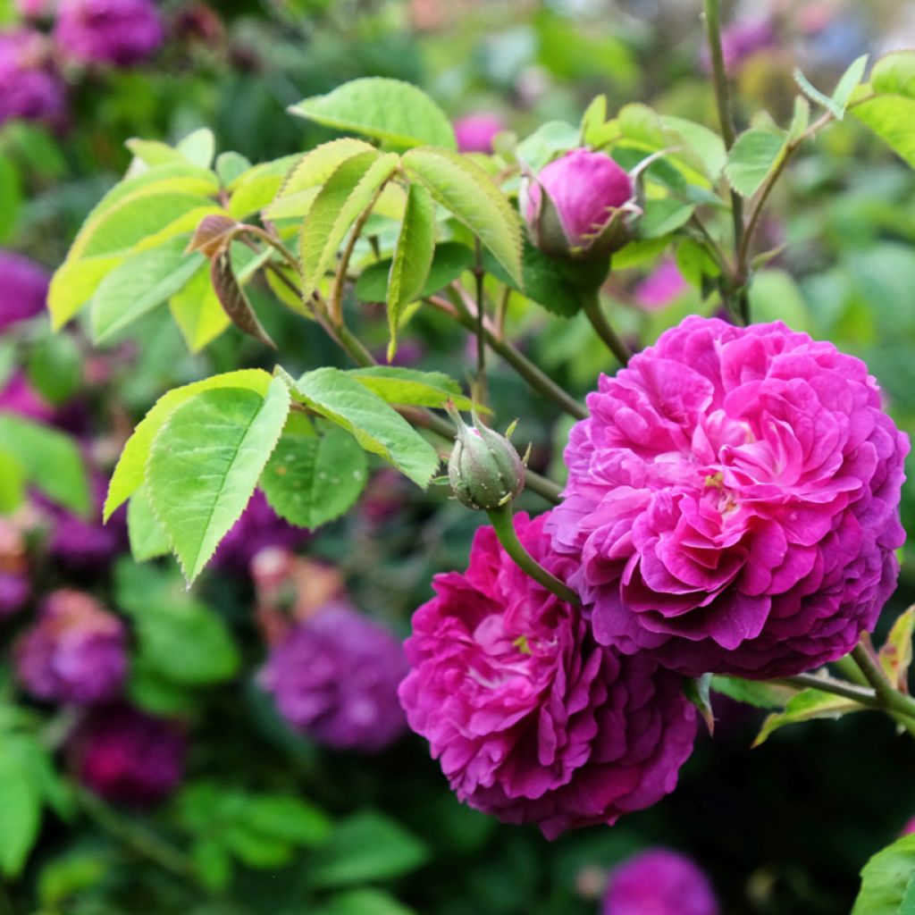 Rosa Reine des Violettes - Historische roos