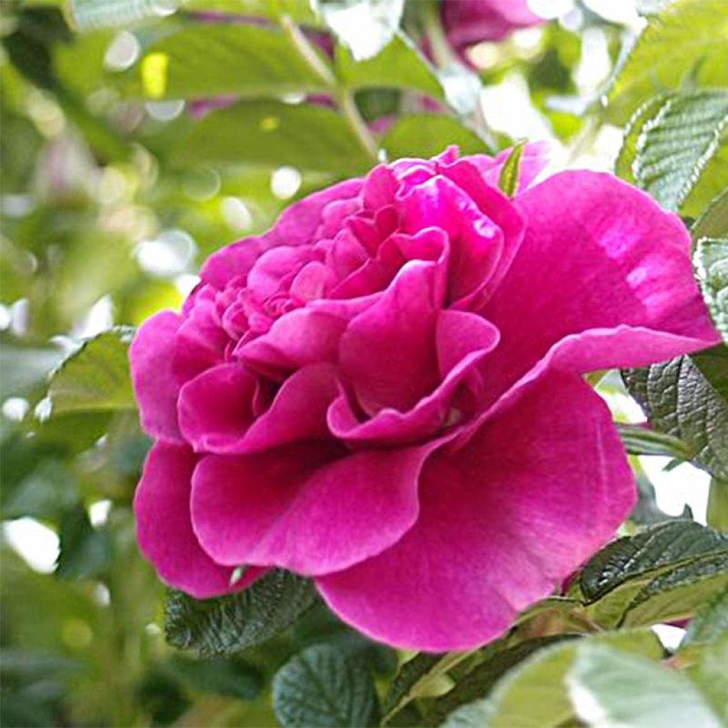 Rosa Roseraie de l'Haÿ - Hondsroos