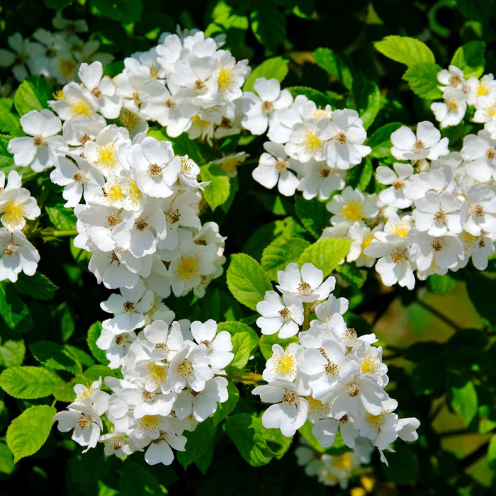 Rosa Sally Holmes - Muskusroos