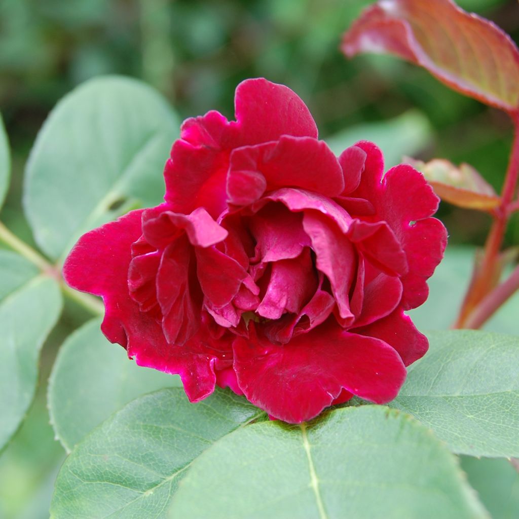 Rosa Souvenir du Docteur Jamain - Historische roos