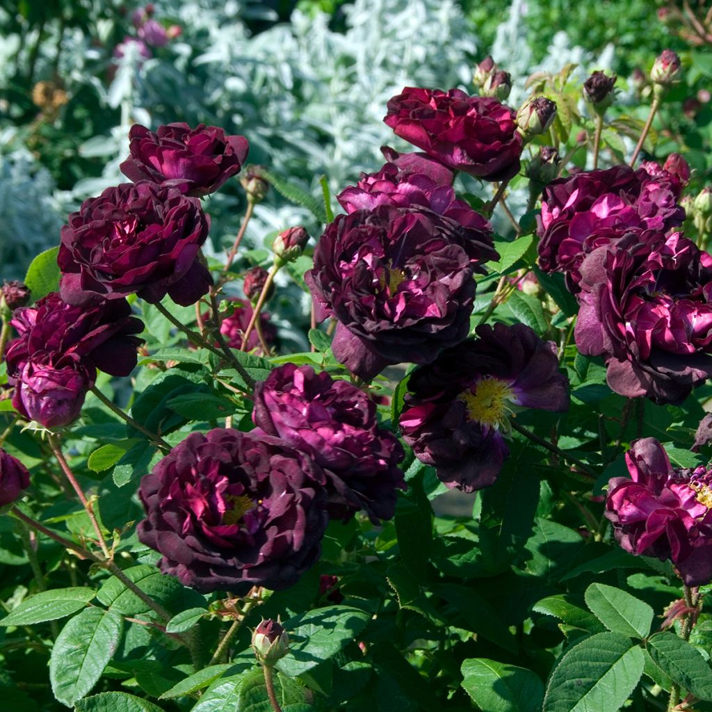 Rosa Tuscany Superb - Historische roos