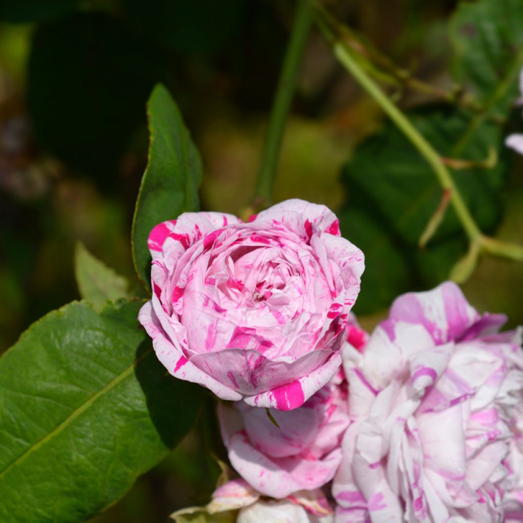 Rosa Variegata di Bologna - Historische roos