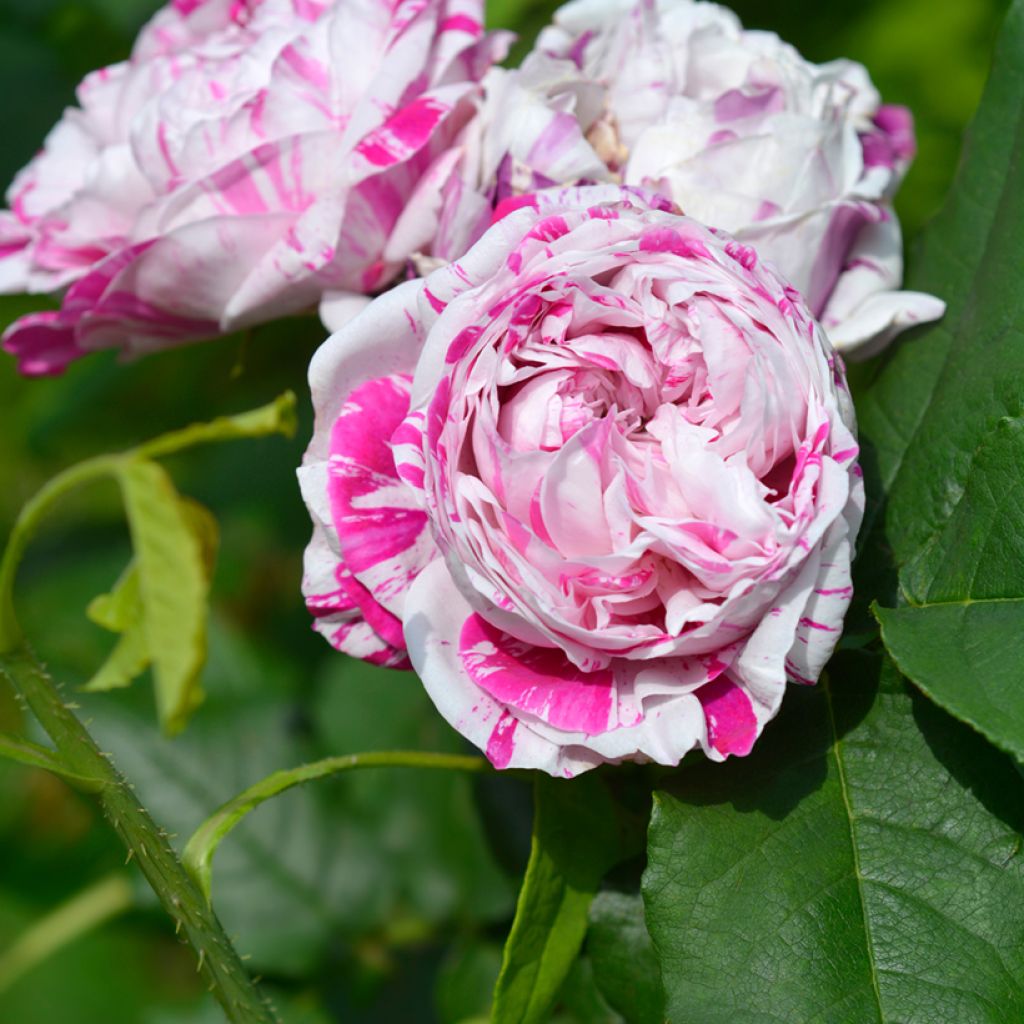 Rosa Variegata di Bologna - Historische roos
