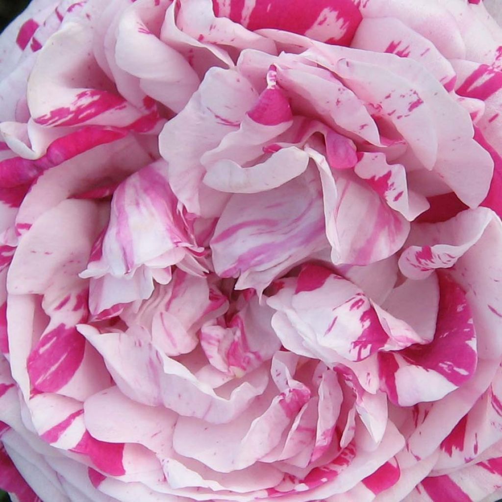 Rosa Variegata di Bologna - Historische roos