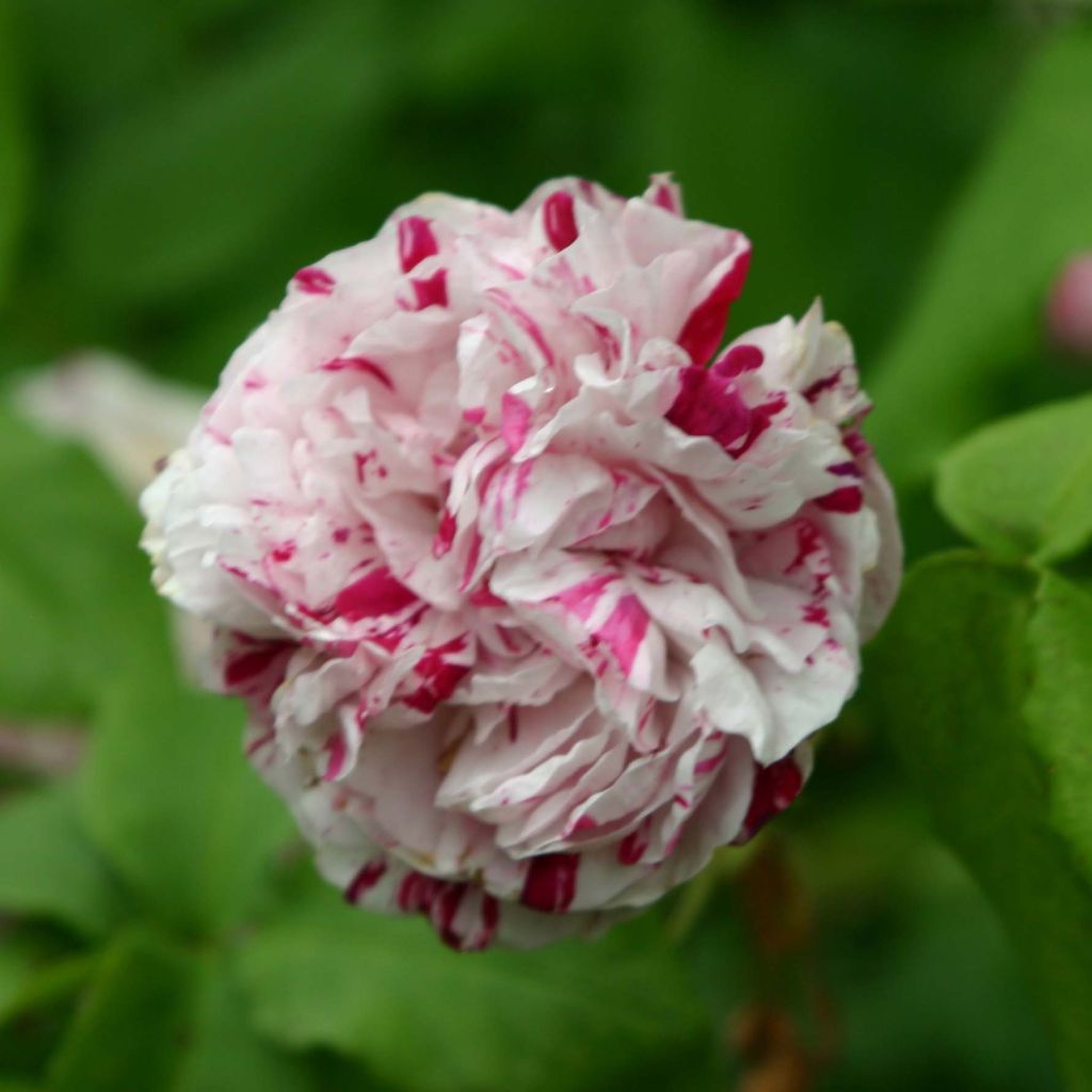 Rosa Variegata di Bologna - Historische roos