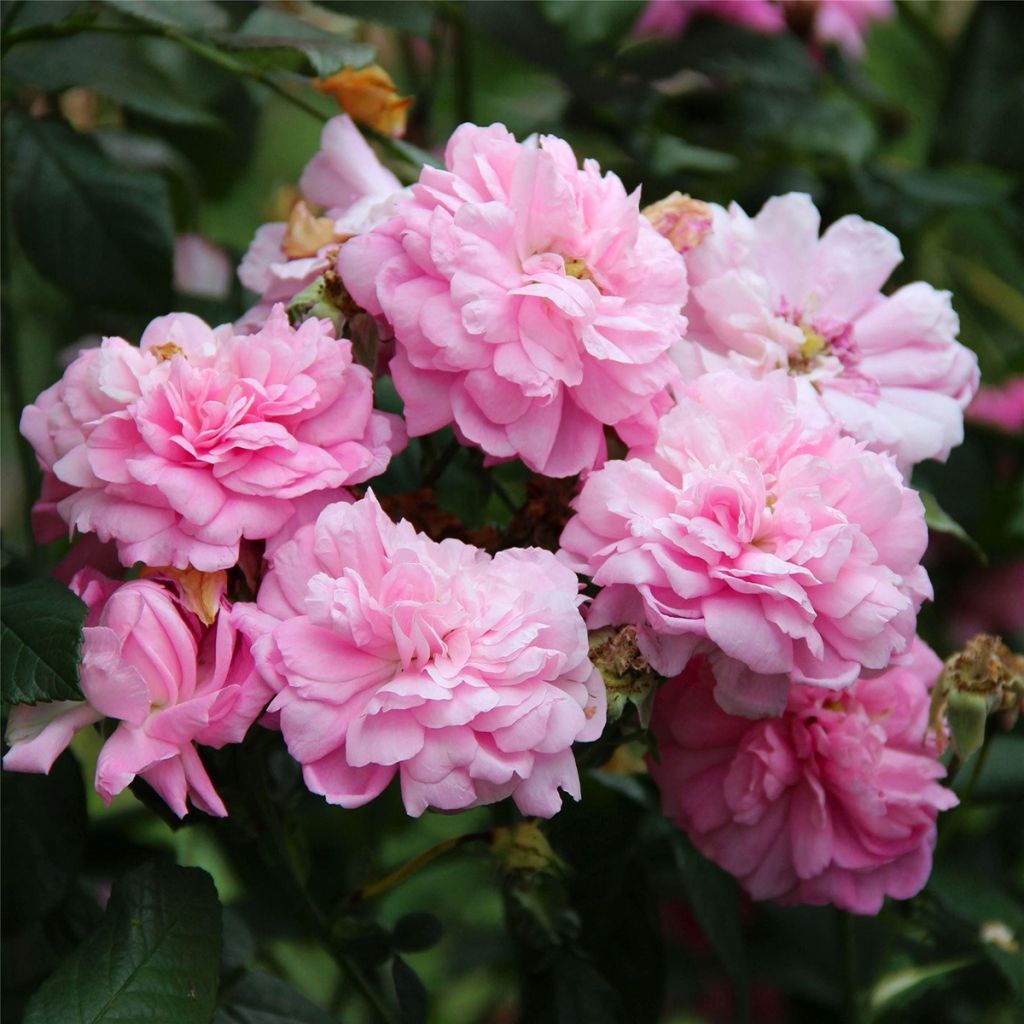 Rosa Ispahan - Historische roos