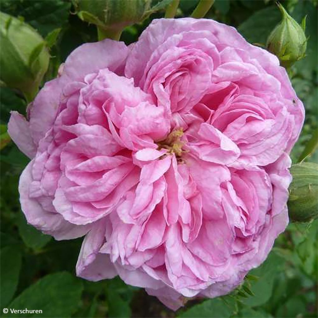 Rosa Ispahan - Historische roos
