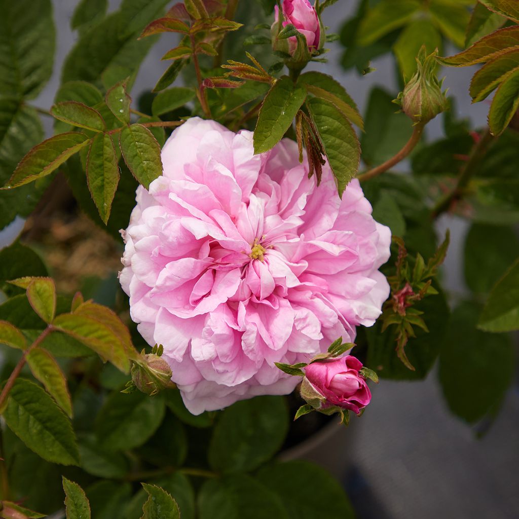 Rosa Ispahan - Historische roos