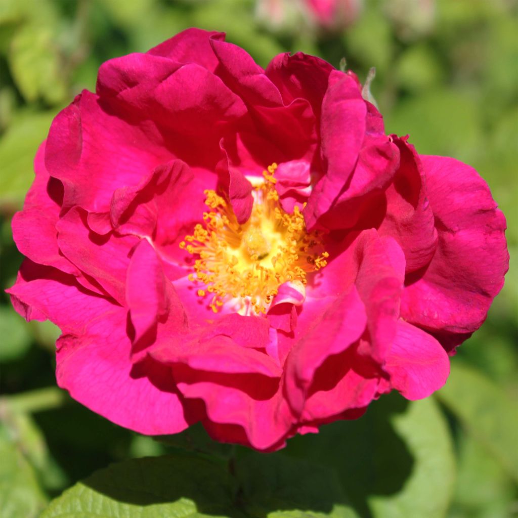 Rosa gallica Officinalis - Historische roos