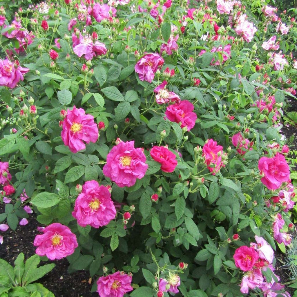 Rosa gallica Officinalis - Historische roos