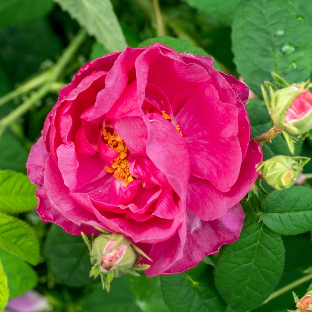 Rosa gallica Officinalis - Historische roos