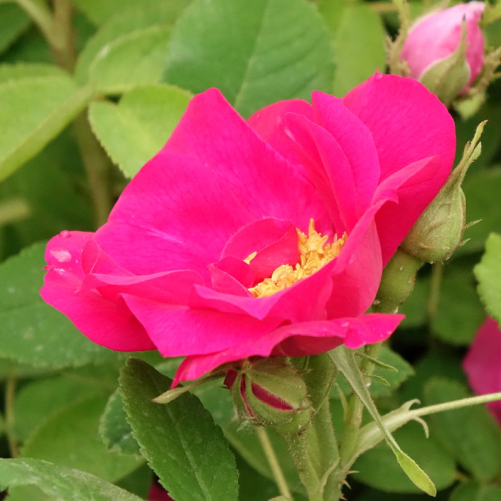 Rosa gallica Officinalis - Historische roos