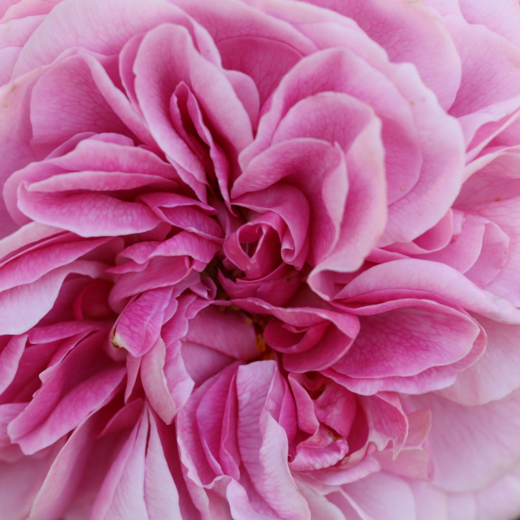 Rosa Young Lycidas - David Austinroos