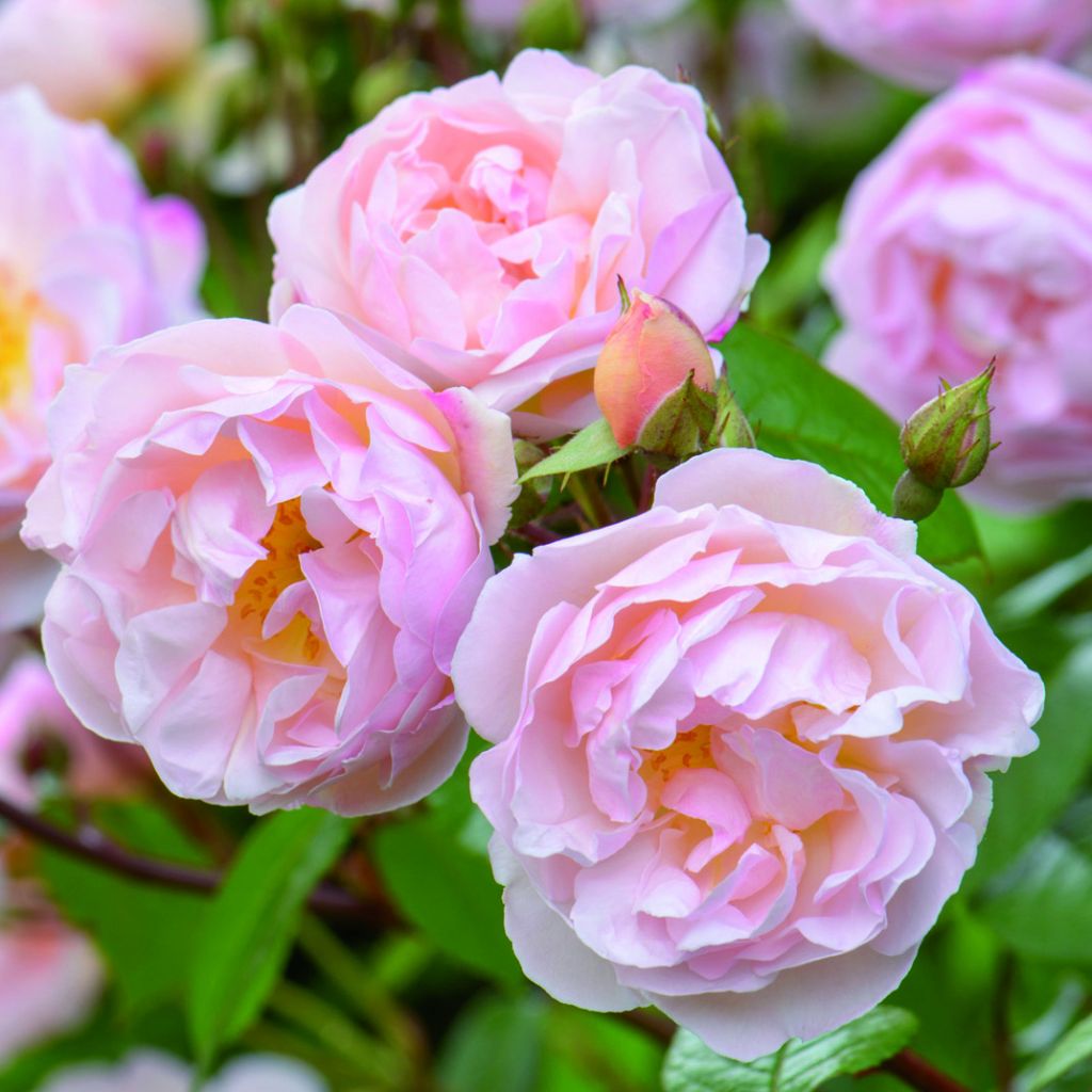 Rosa The Lady of the Lake - David Austinroos