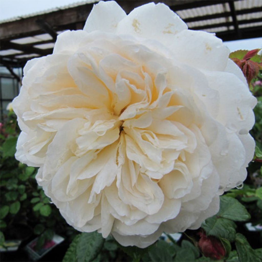 Rosa Tranquillity - David Austinroos