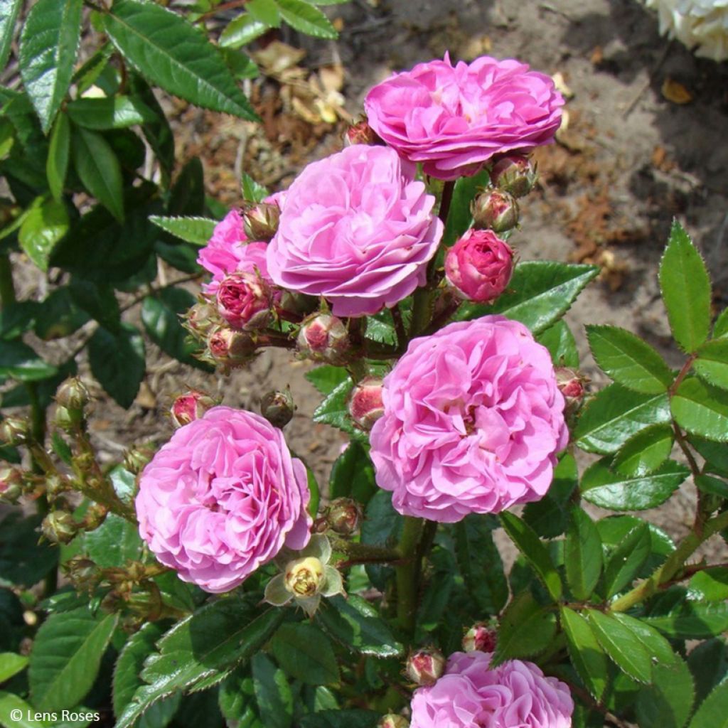 Rosa Allevia - Trosroos