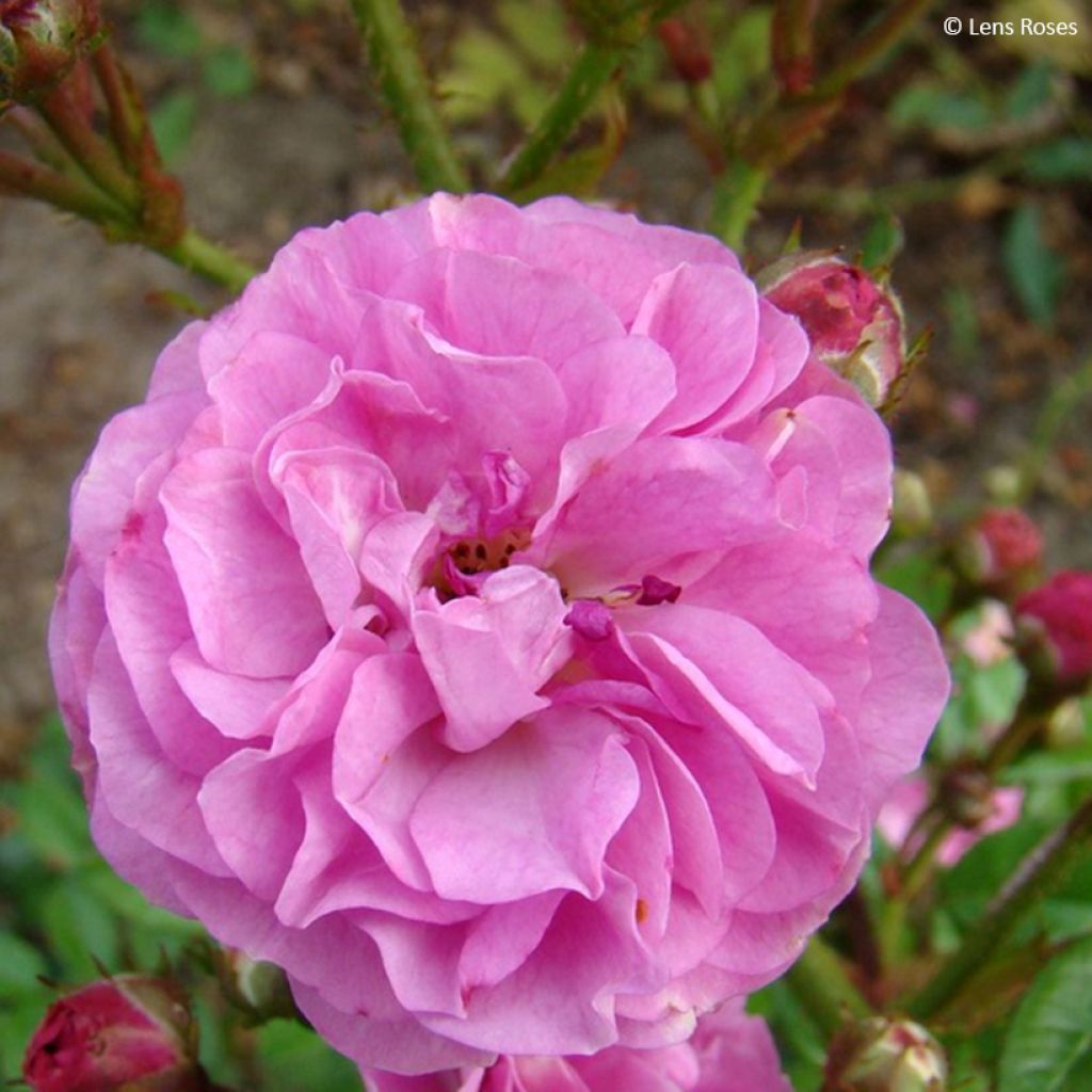 Rosa Allevia - Trosroos