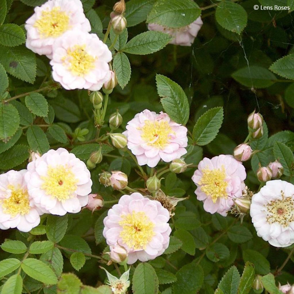 Rosa Belgian Lace - Polyantharoos