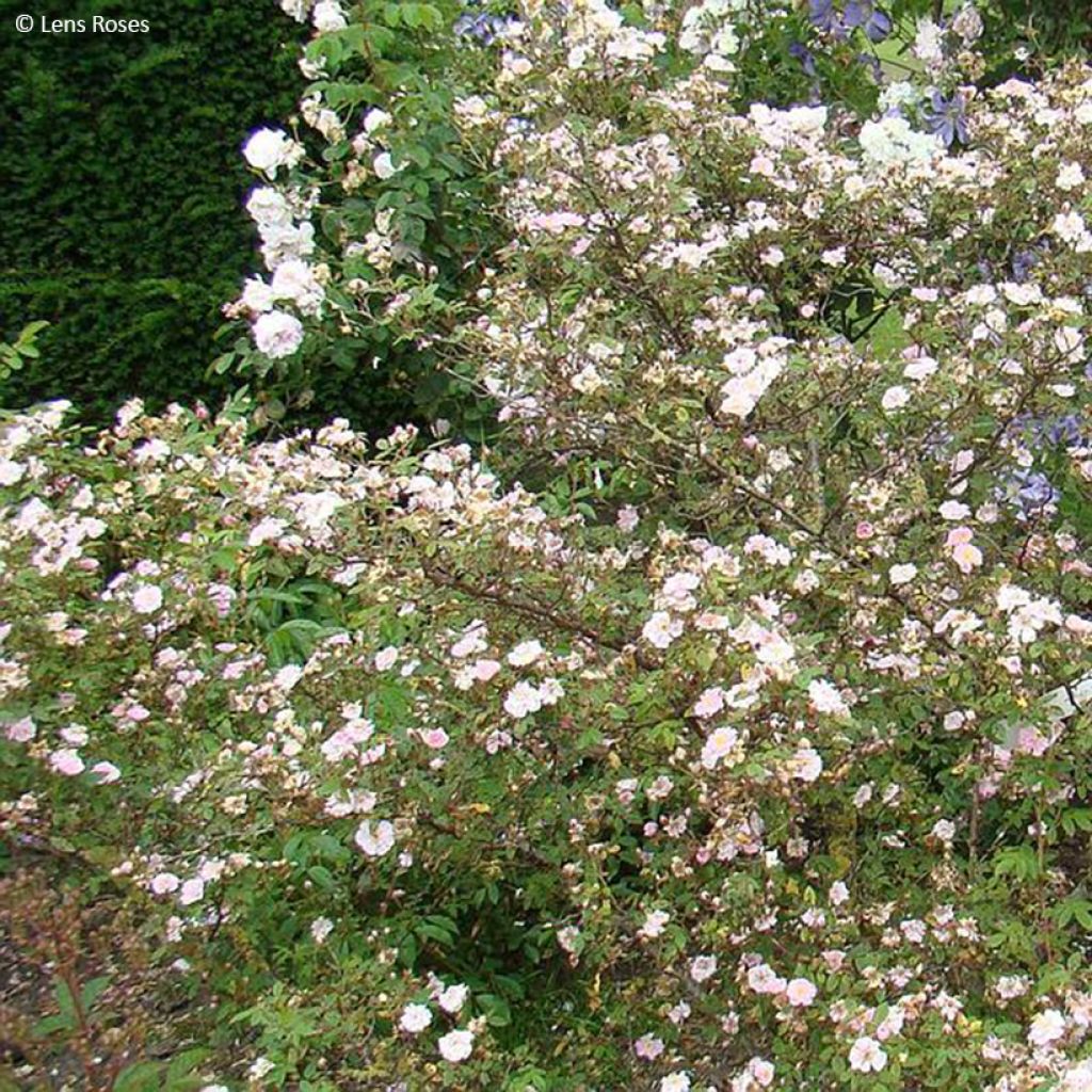 Rosa Belgian Lace - Polyantharoos