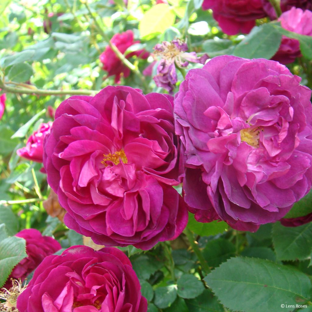 Rosa Etoile Pourpre - Polyantharoos