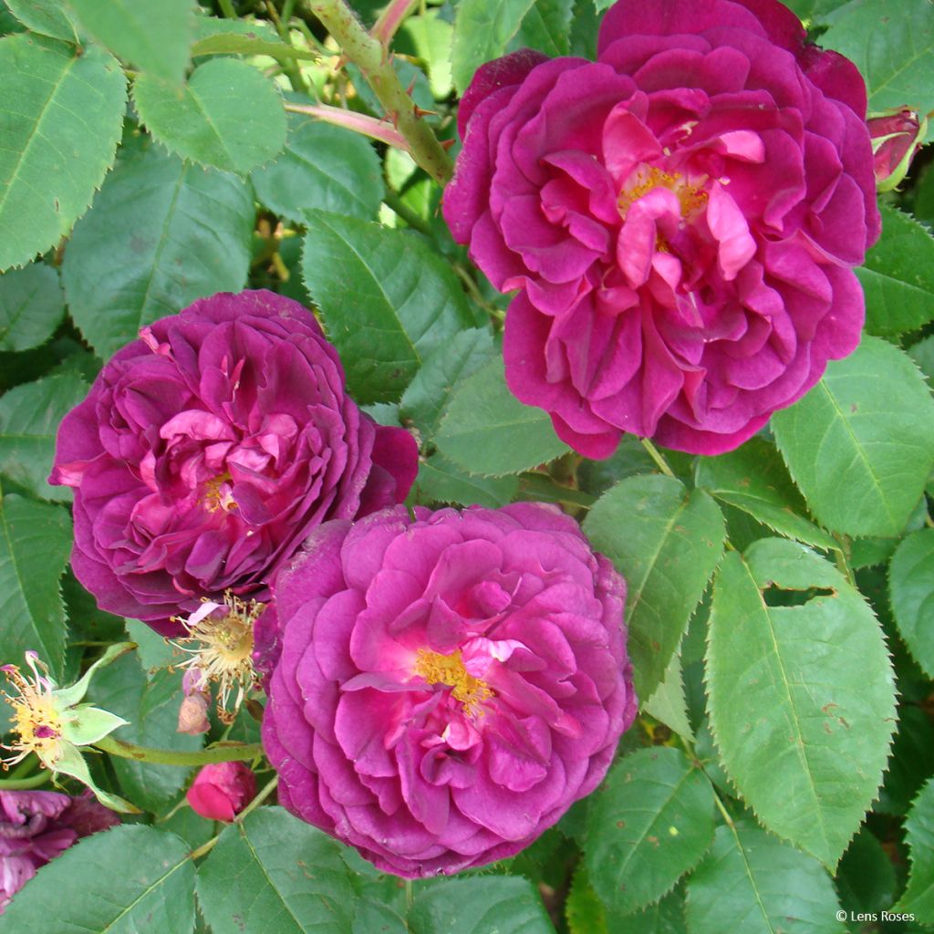 Rosa Etoile Pourpre - Polyantharoos