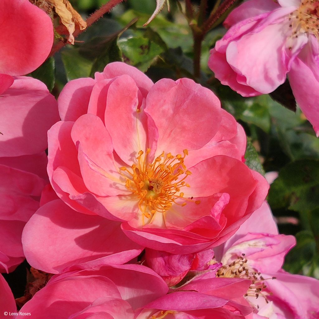 Rosa Finn's Rose - Muskusroos