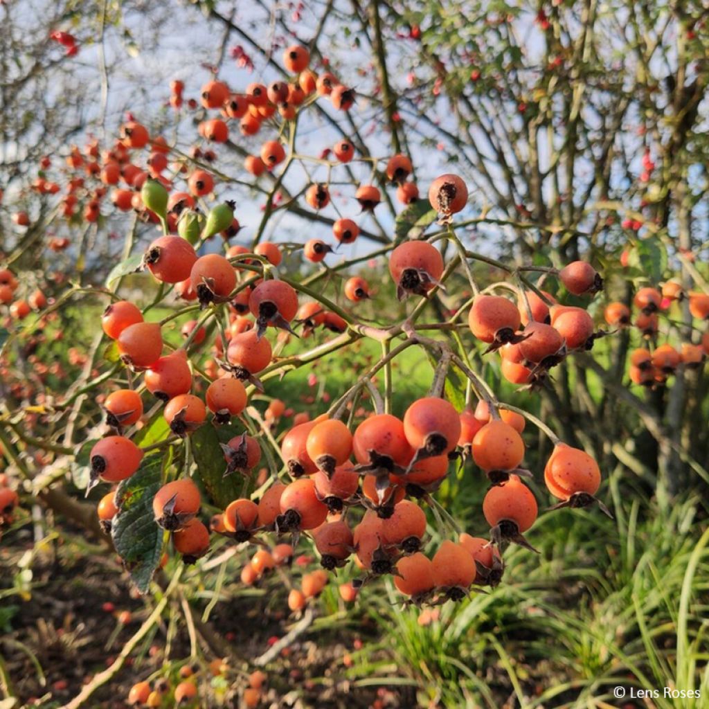 Rosa Kathleen - Muskusroos