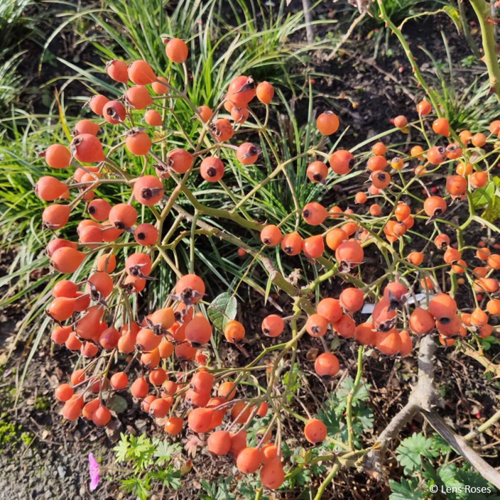 Rosa Kathleen - Muskusroos