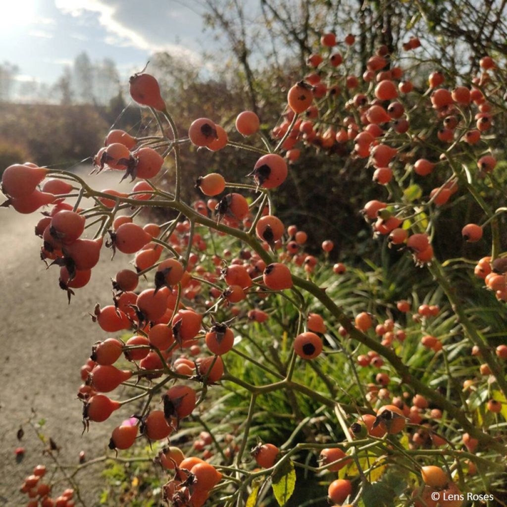 Rosa Kathleen - Muskusroos