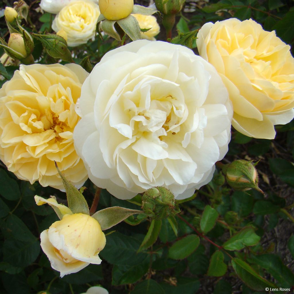 Rosa La Feuillerie - Muskusroos