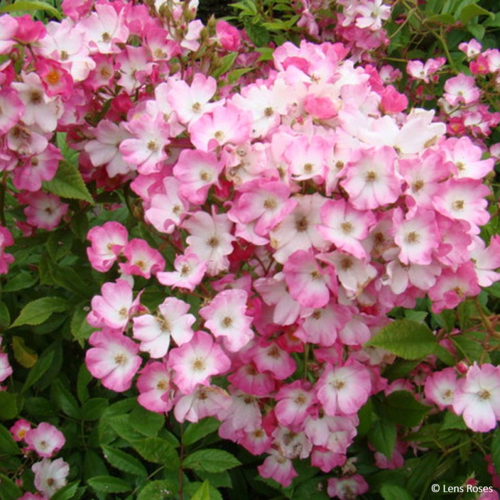 Rosa Magie d'Orient - Muskusroos