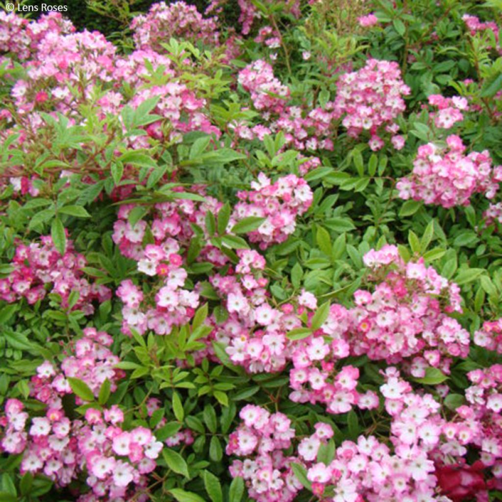 Rosa Magie d'Orient - Muskusroos