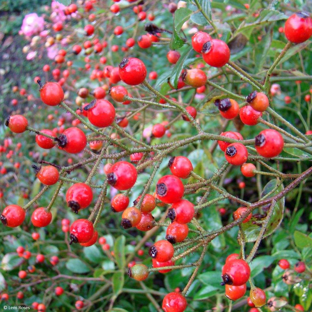 Rosa Millie Fleur - Muskusroos