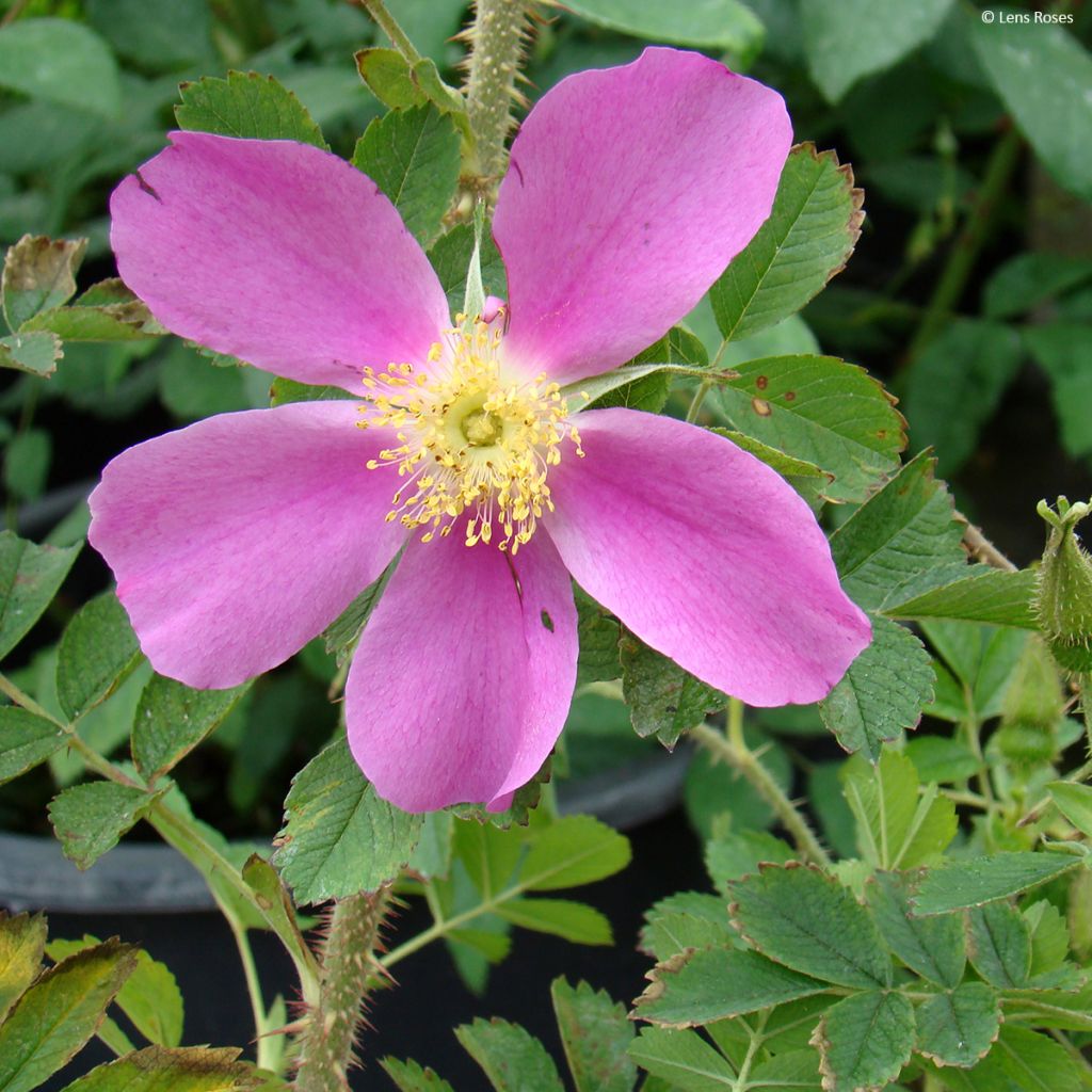 Rosa Pink Mystery - Polyantharoos
