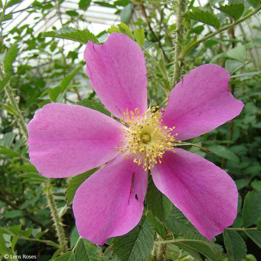 Rosa Pink Mystery - Polyantharoos