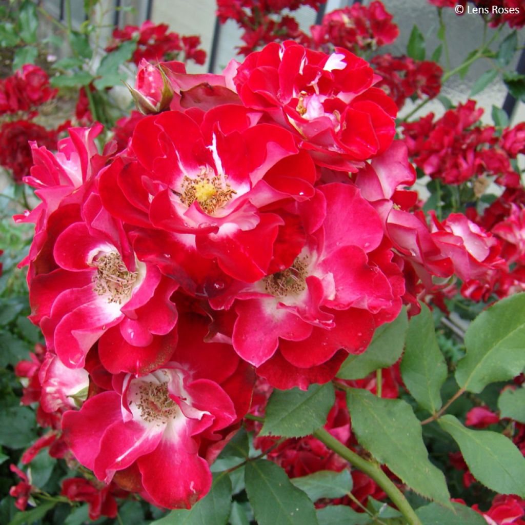 Rosa Pirouette - Trosroos